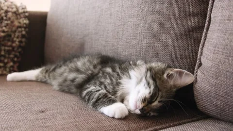 Kitten sleeps on couch Stock Footage 136422369