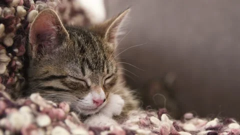 Kitten sleeps on couch Stock Footage 136422893