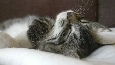 Kitten sleeps on couch Stock Footage 137090192