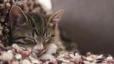 Kitten sleeps on couch Stock Footage 137096713