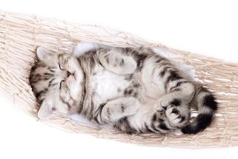 Kitten sleeps in a hammock. Foto stock