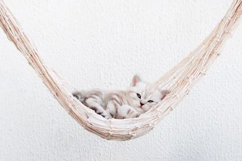 Kitten sleeps in a hammock. Foto stock