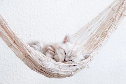 Kitten sleeps in a hammock. Stock Photos