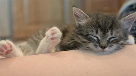 Kitten sleeps in hands Stock Footage 136416518
