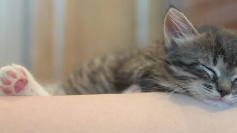 Kitten sleeps in hands Stock Footage 137090071