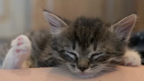 Kitten sleeps in hands Stock Footage 137090119