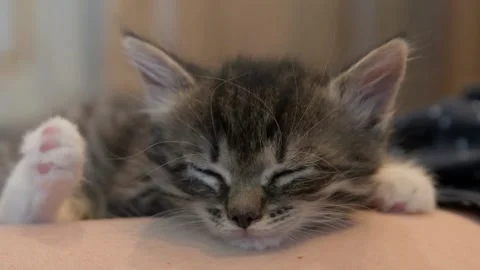 Kitten sleeps in hands Stock Footage 137524620
