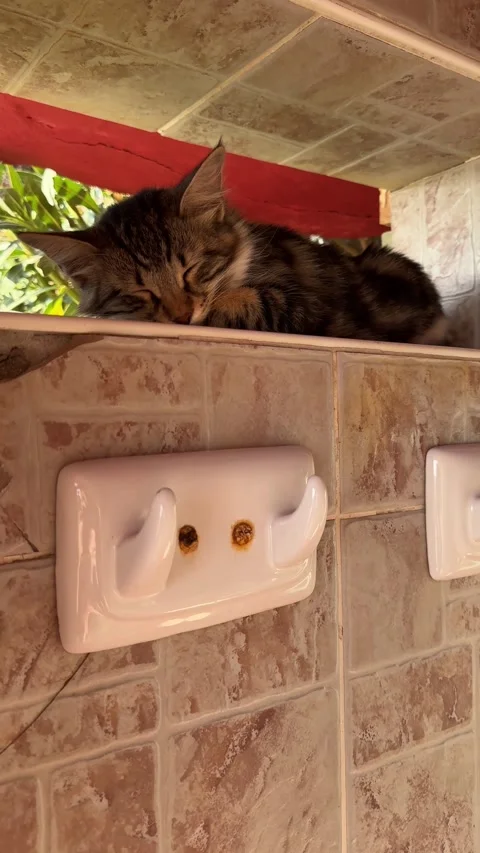 A kitten sleeps peacefully inside a beach changing cabin, curled up in a cozy Stock Footage 301863815