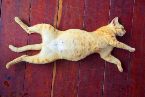 Kitten sleeps Stock Photos