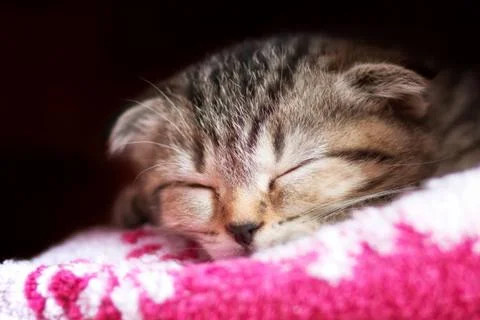 The kitten sleeps Stock Photos