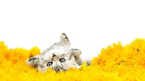 Kitten sleeps upside down and looks at the camera on a carpet of dandelions. Stock Photos
