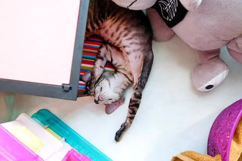 The kitten sleeps upside down on the windowsill among children's toys Stock Photos