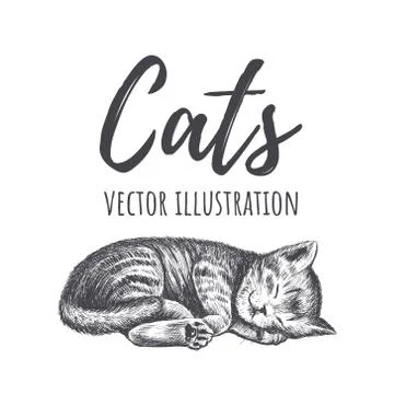 Kitten sleeps vector illustration. Stock Illustration