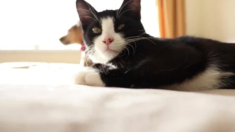 Kitten sleepy on bed Stock Footage 103614433