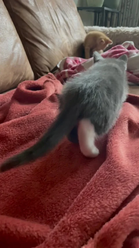Kitten Sneak Attack, Netherlands - 01 Jun 2023 Stock Footage 245232258