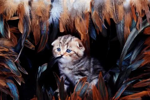 Kitten is sniffing a feather. Stock Photos