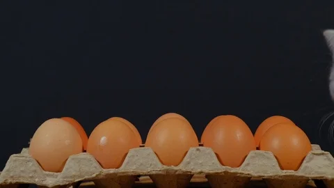 The kitten sniffs the raw eggs in the box Stock Footage 124750364