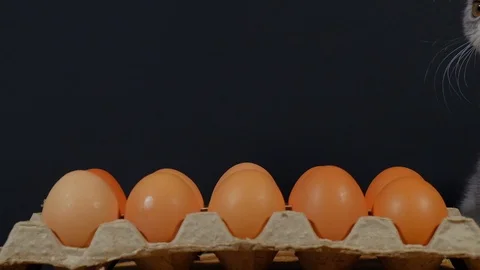 The kitten sniffs the raw eggs in the box . Stock Footage 124750392
