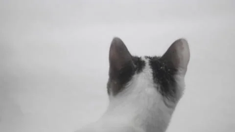 Kitten in snow slowmotion CU on back of the head and ears Stock Footage 148274291