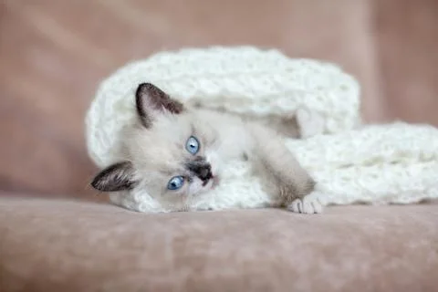 Kitten is on the sofa Stock Photos