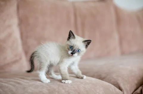 Kitten is on the sofa Stock Photos