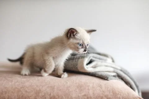 Kitten is on the sofa Stock Photos