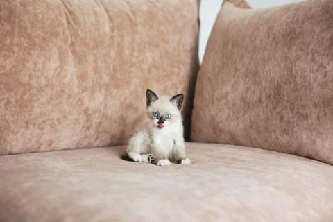 Kitten is on the sofa Stock Photos