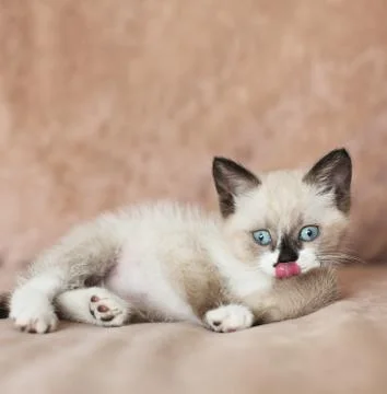 Kitten is on the sofa Stock Photos