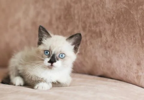 Kitten is on the sofa Stock Photos