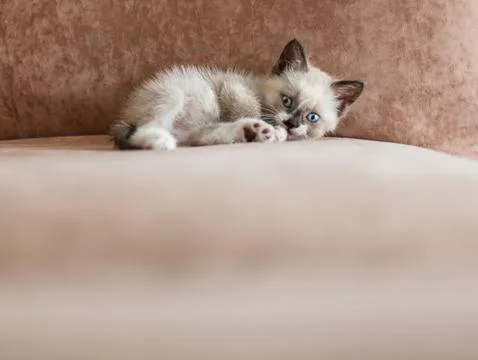 Kitten is on the sofa Stock Photos
