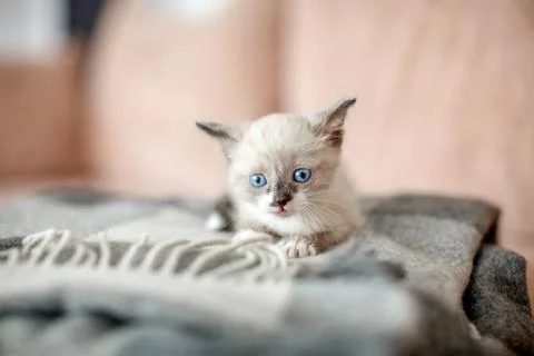 Kitten is on the sofa Stock Photos