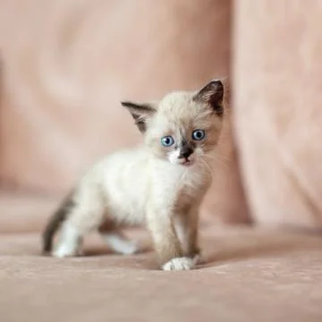 Kitten on the sofa Stock Photos
