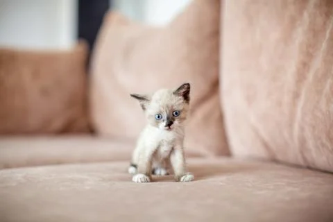 Kitten is on the sofa Stock Photos