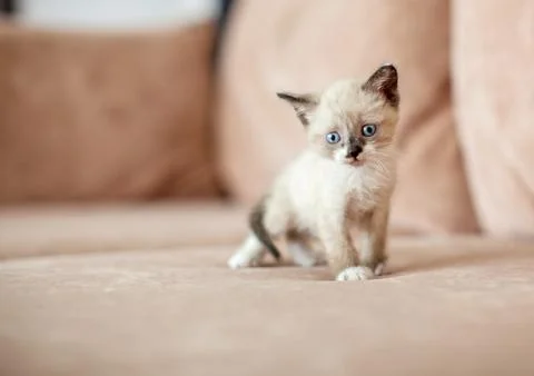 Kitten is on the sofa Stock Photos