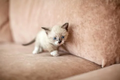 Kitten is on the sofa Stock Photos