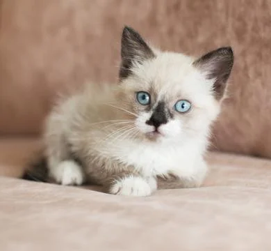 Kitten is on the sofa Stock Photos
