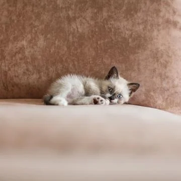 Kitten is on the sofa Stock Photos