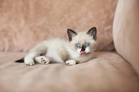 Kitten is on the sofa Stock Photos
