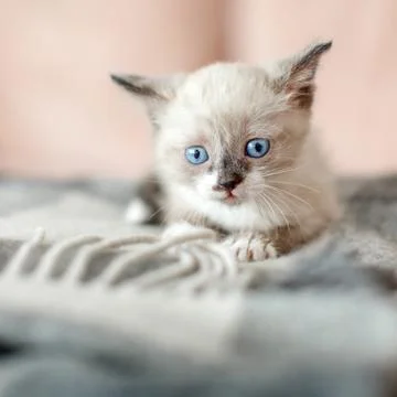 Kitten is on the sofa Stock Photos