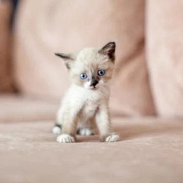 Kitten is on the sofa Stock Photos