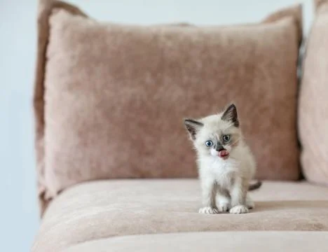 Kitten is on the sofa Stock Photos