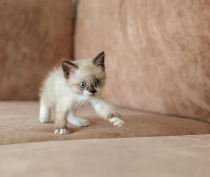Kitten is on the sofa Stock Photos