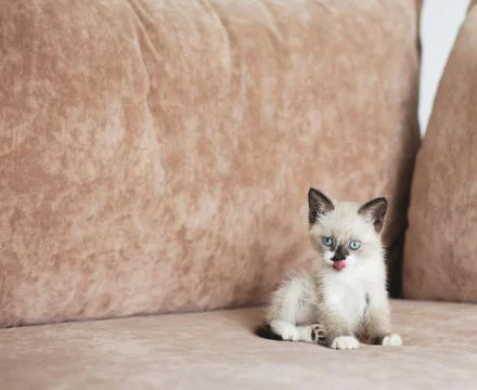 Kitten is on the sofa Stock Photos