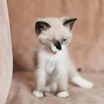 Kitten is on the sofa Stock Photos