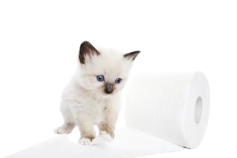 Kitten soft Stock Photos