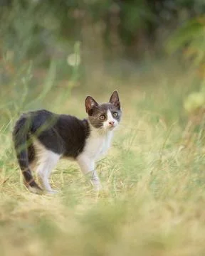 Kitten standing with alert posture Stock Photos
