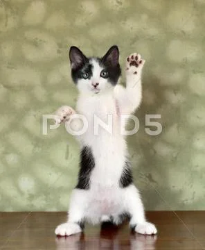 Kitten standing on hind legs waving Stock Photos