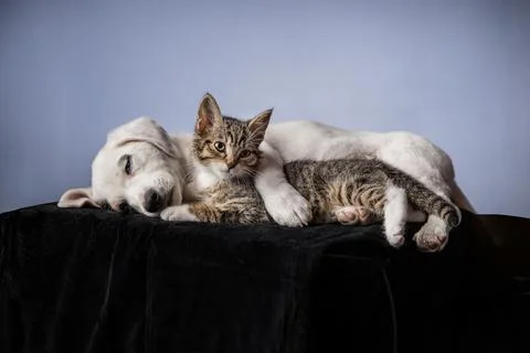 A kitten standing watchfully next to a sleeping white puppy Stock Photos