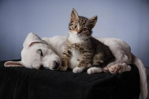 A kitten standing watchfully next to a sleeping white puppy Stock Photos