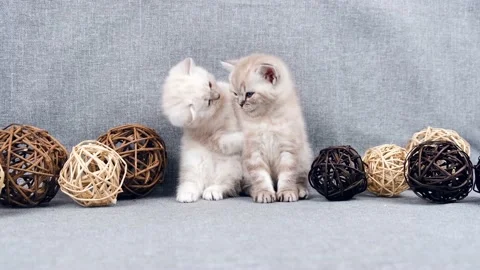 A kitten stands on two legs next to another cat.  Stock Footage 171546358
